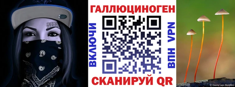 Галлюциногенные грибы Psilocybe Череповец